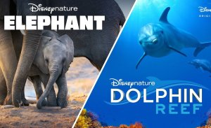 Elephant en Dolphin Reef