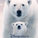 Disneynature's Polar Bear vanaf 22 april op Disney Plus